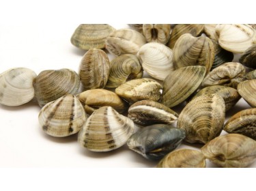 Vongole lupini