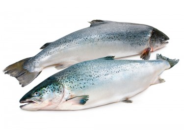 Salmone Norvegia Bio
