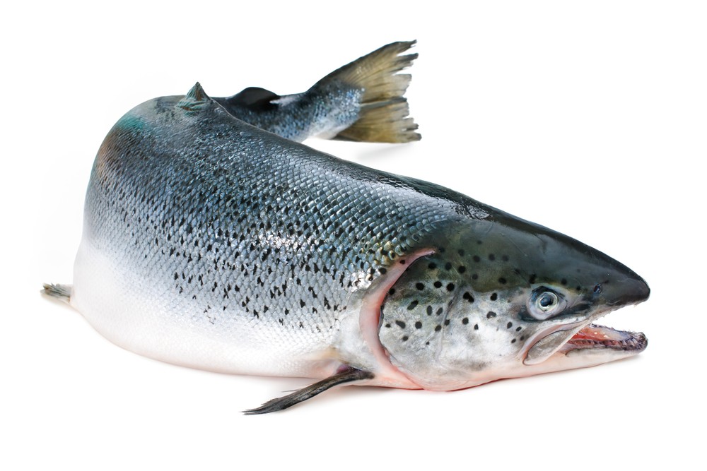 Salmone Norvegia